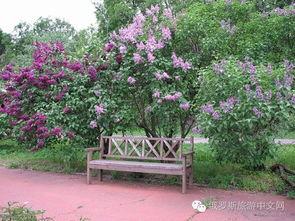 丁香六月激情国产